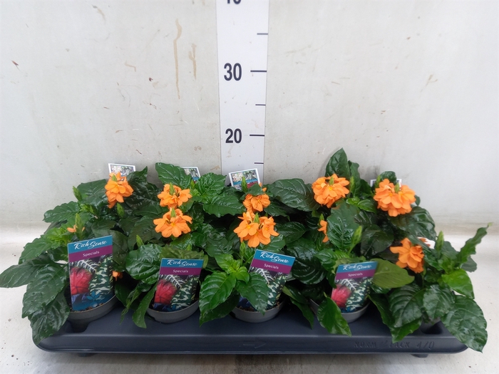 <h4>Crossandra infundib. 'Fortuna'</h4>