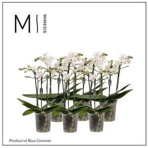 Phalaenopsis White 3 spike – 9cm | Mimesis