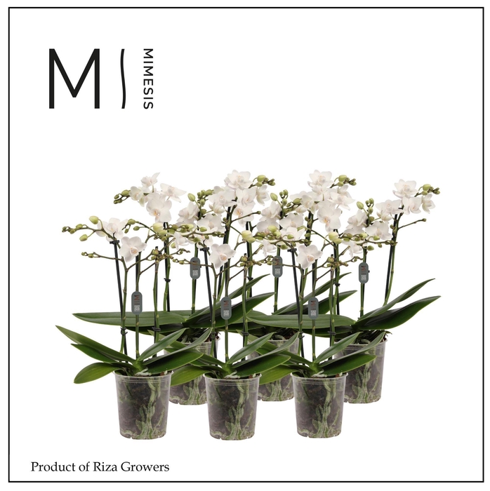 <h4>Phalaenopsis White 3 spike – 9cm | Mimesis</h4>