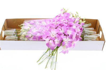 <h4>DENDRO NASABI</h4>