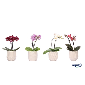 Dolomite Mix Tiny Dolls Mix 2T10+ Aqu@