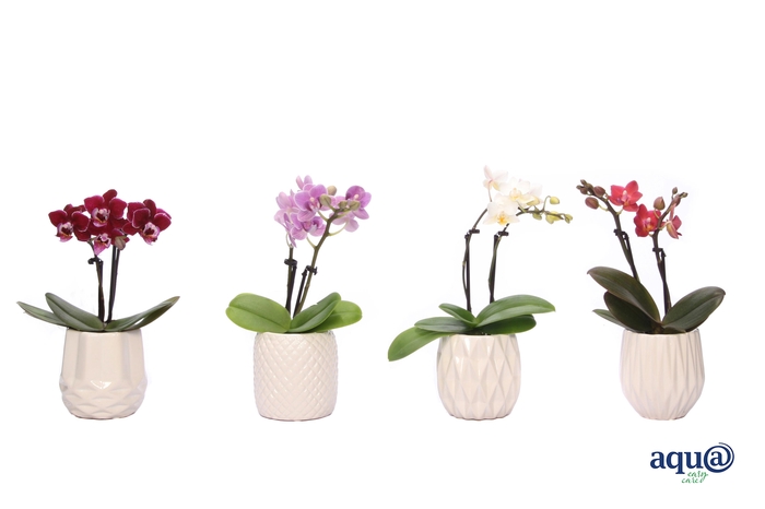 <h4>Dolomite Mix Tiny Dolls Mix 2T10+ Aqu@</h4>