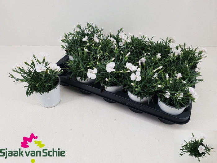 <h4>DIAN DIANTICA GEM</h4>