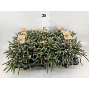 Rhipsalis baccifera subsp. horrida