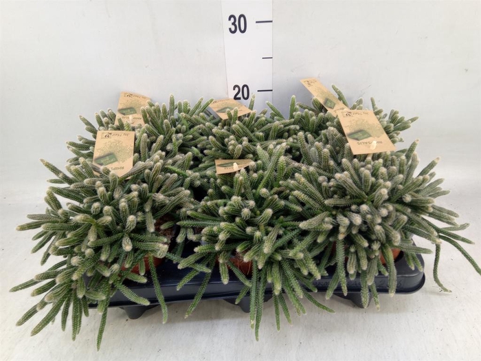 <h4>Rhipsalis baccifera subsp. horrida</h4>