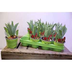 arr8 Tul Bordeaux Klassisch