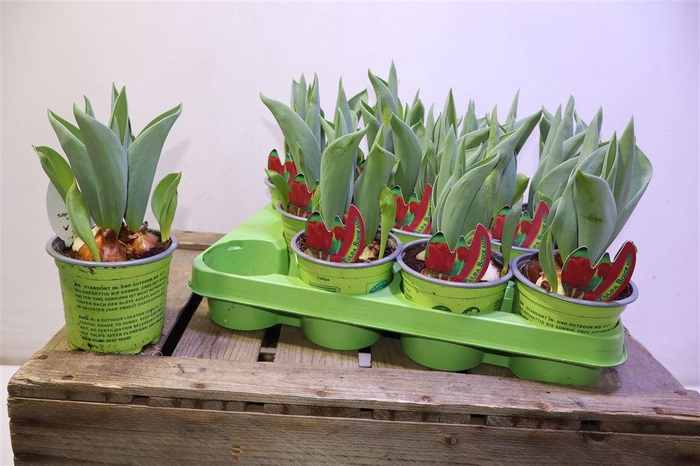 <h4>arr8 Tul Bordeaux Klassisch</h4>