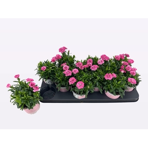 DIAN OSC PURPLE STAR