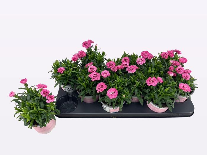 <h4>DIAN OSC PURPLE STAR</h4>