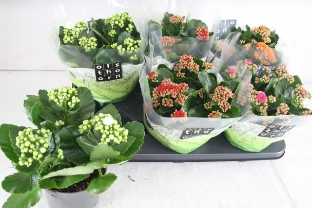 arr8 Kal Ge Gem 4 Kl