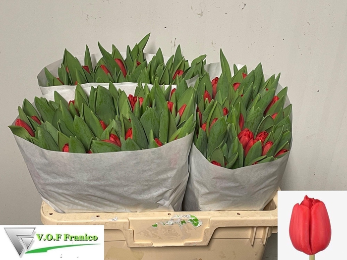 <h4>TU EN ESCAPE</h4>