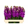 Matthiola Iron Purple