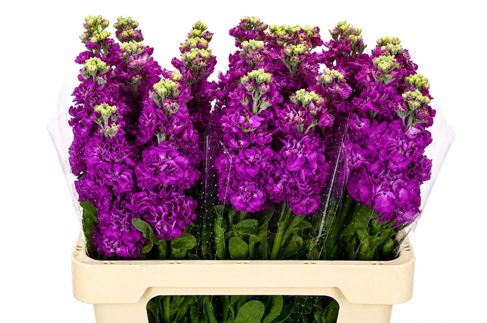 Matthiola Iron Purple