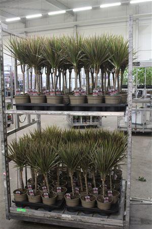 <h4>Dra Marg Bicolor</h4>