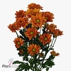Chrys sp marcato