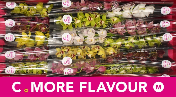 <h4>CYMB MI GEM</h4>