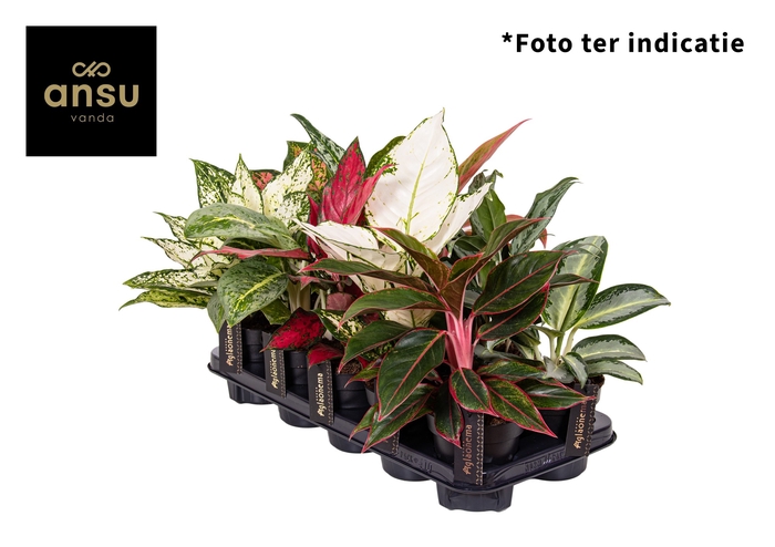 Aglaonema Gemengd Exclusive