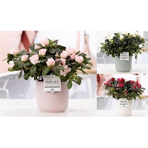 Rhodo Si Gemengd Keramiek Sophie