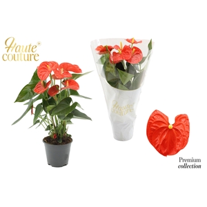 Anthurium 14 cm Sierra Orange in Haute Couture sleeve