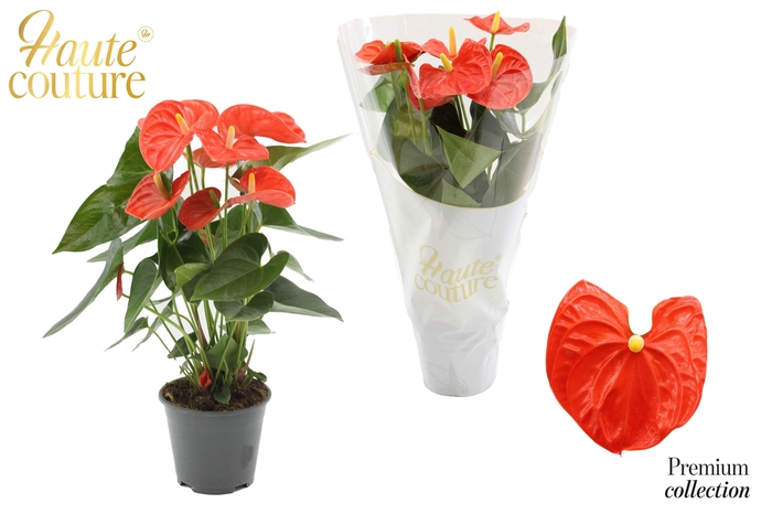 <h4>Anthurium 14 cm Sierra Orange in Haute Couture sleeve</h4>