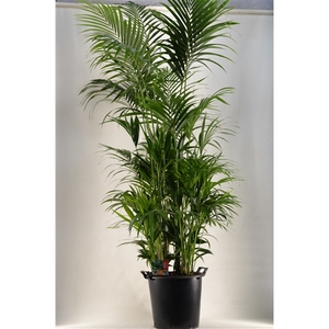 KENTIA - P44 H230 - 20PP (Howea forsteriana)