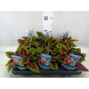 Plectranthus col. 'MSt Ruby Road'