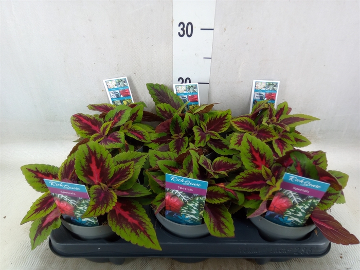 <h4>Plectranthus col. 'MSt Ruby Road'</h4>