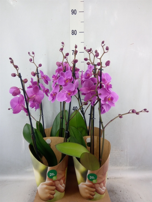 <h4>Phalaenopsis  'Ant Pasadena'</h4>