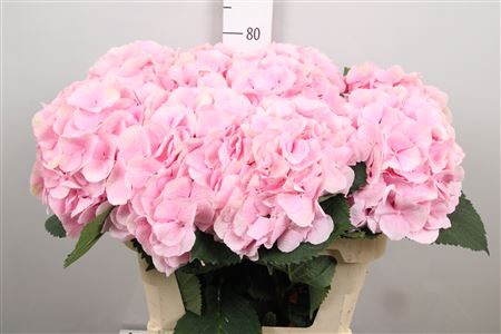 <h4>Hydr M Verena</h4>