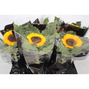 GIRASSOL MINI SUN BRIGHT P15