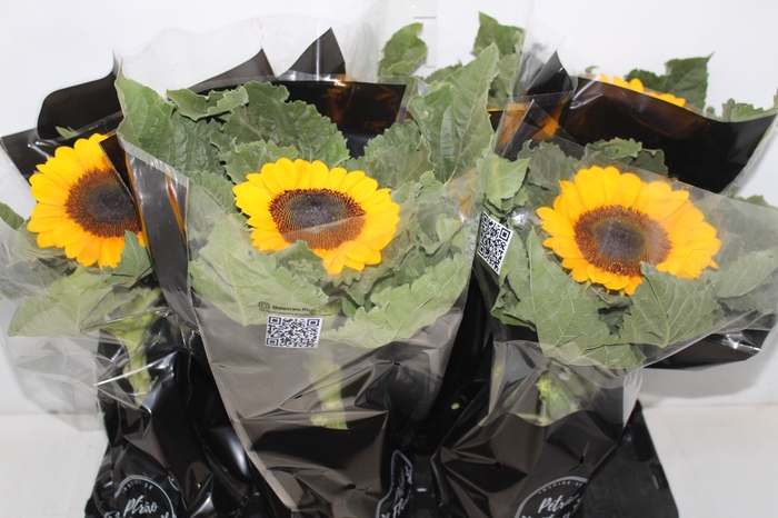 <h4>GIRASSOL MINI SUN BRIGHT P15</h4>