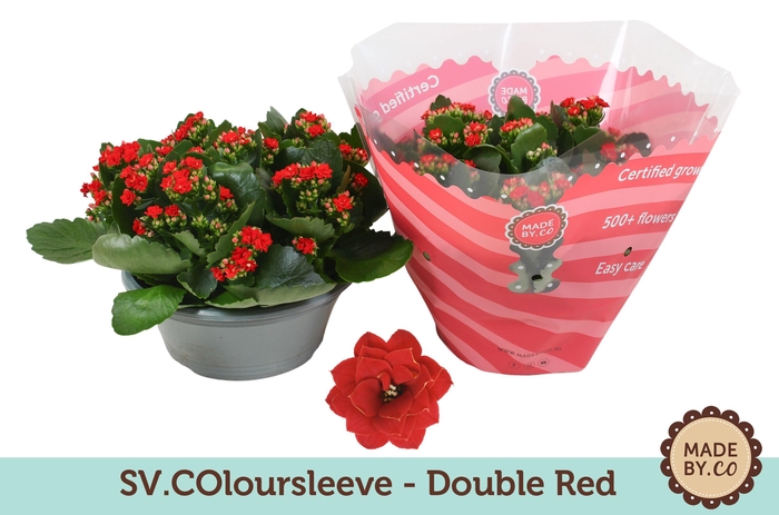 <h4>Kalanchoë Double Red in SV.COloursleeve</h4>