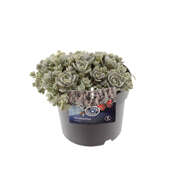 <h4>Orostachys iwarenge chinese hat</h4>