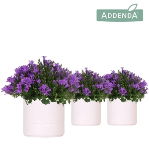 Campanula Addenda Ambella Intense purple in Pastel pot white