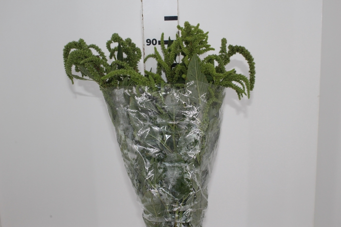 <h4>AMARANTHUS VERDE</h4>