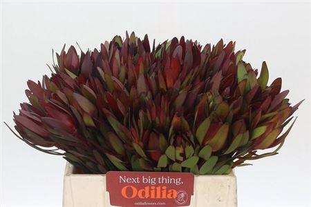 <h4>Leucad Saf Sunset</h4>