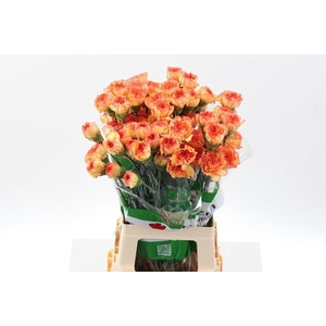 Dianthus st boiro