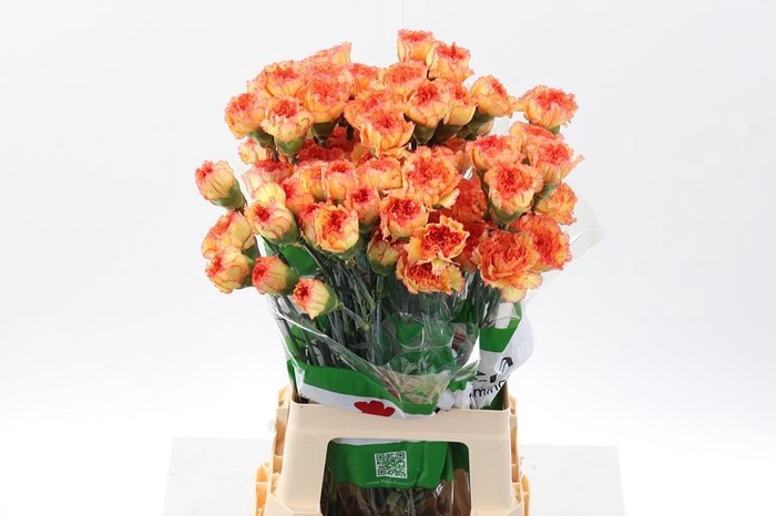 <h4>Dianthus st boiro</h4>