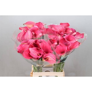 Calla Captain Romance Kallaland