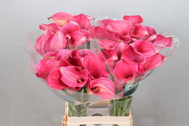 <h4>Calla Captain Romance Kallaland</h4>