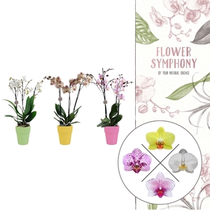 Flower Symphony | Mix in Elize keramiek | Phalaenopsis 3 spike