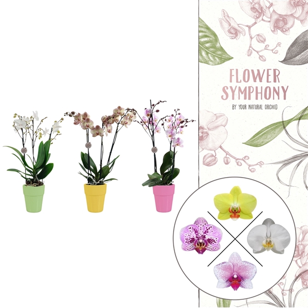 <h4>Flower Symphony | Mix in Elize keramiek | Phalaenopsis 3 spike</h4>