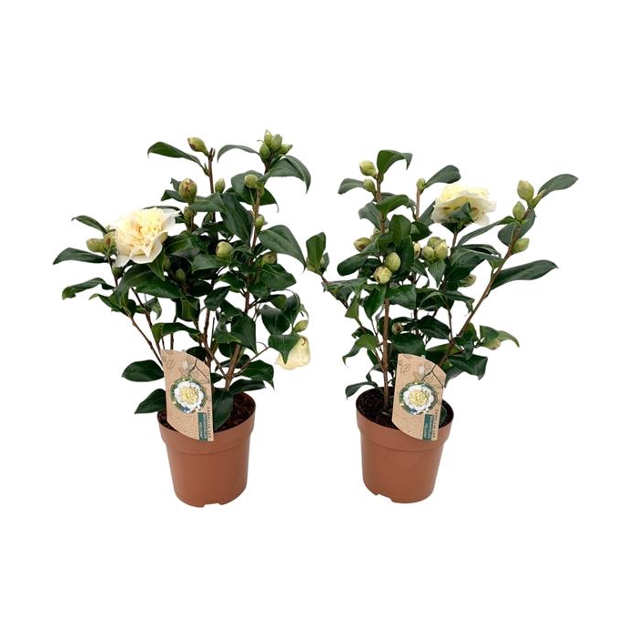 <h4>Camellia Brushfield yellow 10-15 knop</h4>