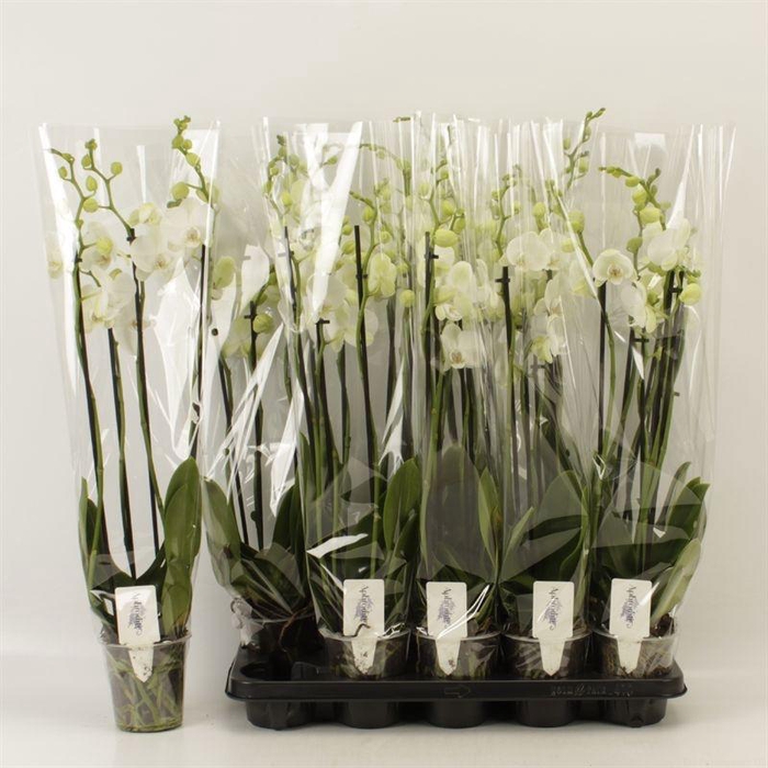 <h4>PHAL OV WIT</h4>