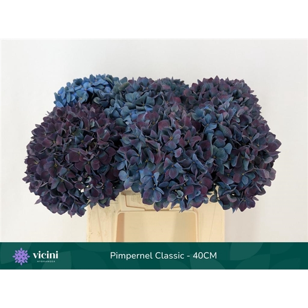 <h4>Hydr Pimpernel Classic 40 cm Vicini</h4>