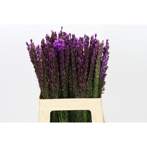 Liatris Callilepis