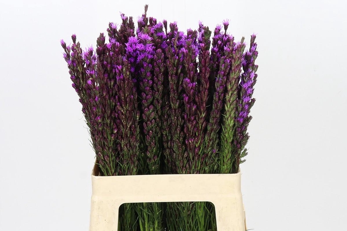 <h4>Liatris Callilepis</h4>