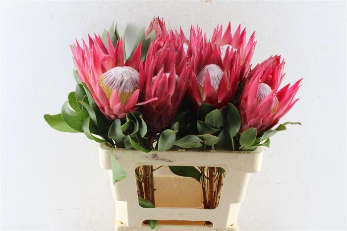 <h4>PROTEA CY MADIBA</h4>