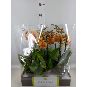 Phalaenopsis   ...orange