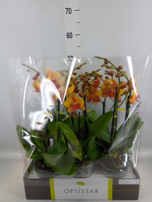 <h4>Phalaenopsis   ...orange</h4>